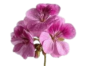 Geranium