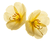 Evening Primrose